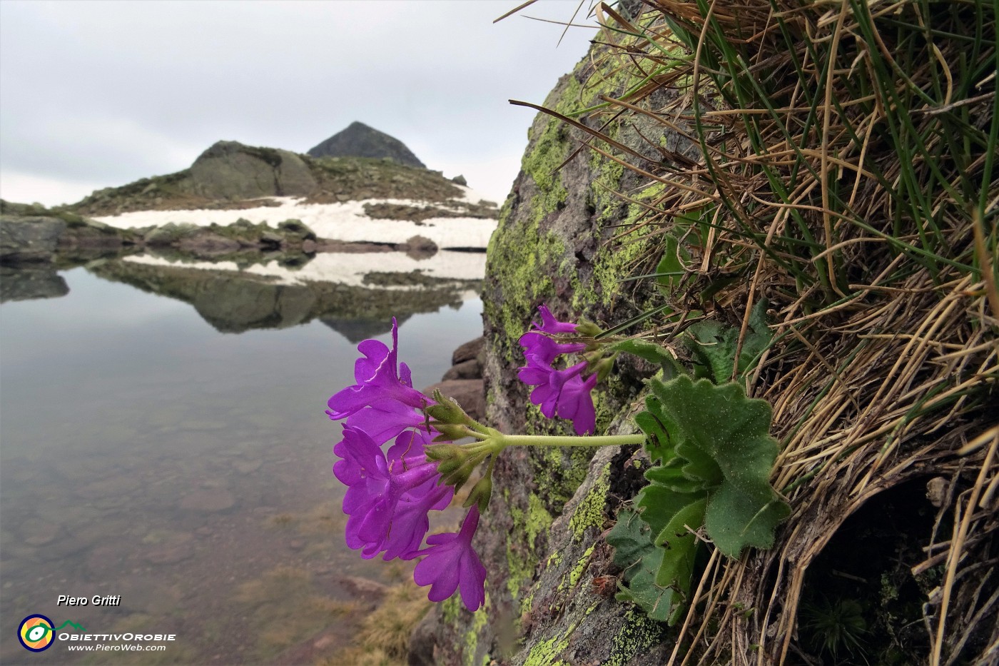68 Primula irsuta (Primula hirsuta) abbellisce la vista sul laghetto .JPG -                                